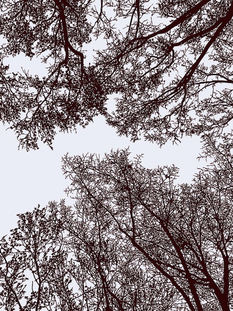 Vettore illustrazione vettoriale di sagome di alberi decidui nella foresta nel tardo autunno