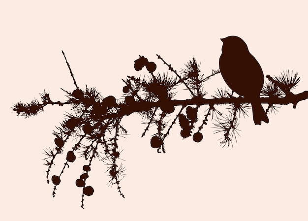 Vector vector illustration of silhouettes one bird sparrow sitting on pine branch with cones