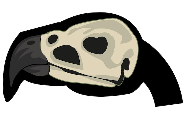 Vector illustration of the skull in head of the bird