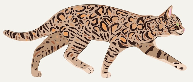 Vector illustration of sneaking bengal cat in profile isolated on light background.