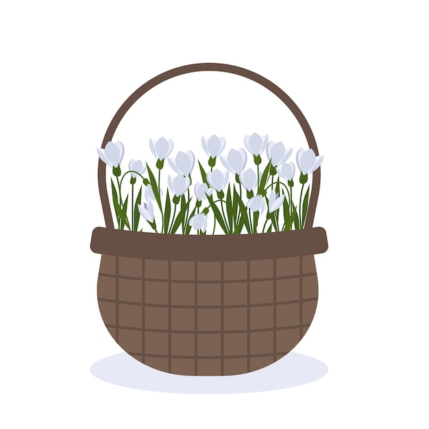 Vector illustration of snowdropsspring flowers in a basket