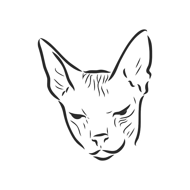 Vector illustration of a sphynx cat with a liner isolated on a white background