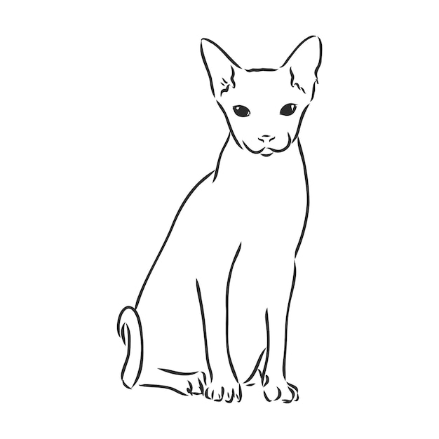 Векторная иллюстрация кошки сфинкс с лайнером на белом фоне