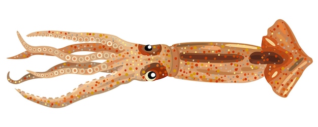 Векторная иллюстрация кальмара на белом фоне.