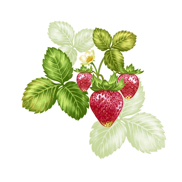 vector  illustration strawberries