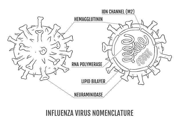 Vettore illustrazione vettoriale della struttura del virus dell'influenza