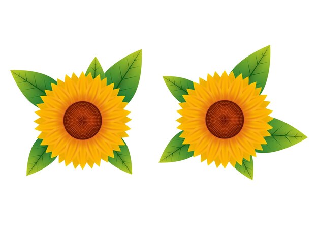 Vector vector illustration of sunflower top view isolated