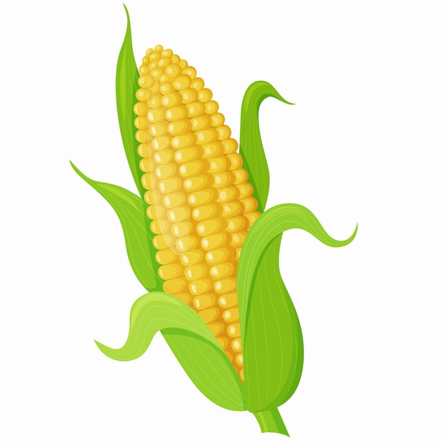 Vector vector illustration of sweet golden corn an ear of corn icon farming a design element