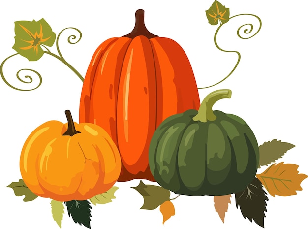 Vector illustration of three various colorful cartoon style pumpkins with leaves on white background