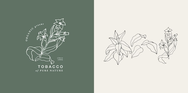 Векторная иллюстрация табачная ветвь винтажный гравированный стиль состав логотипа в ретро-ботаническом стойле