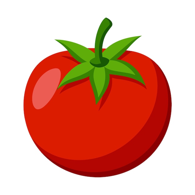 Vector of illustration tomato on white