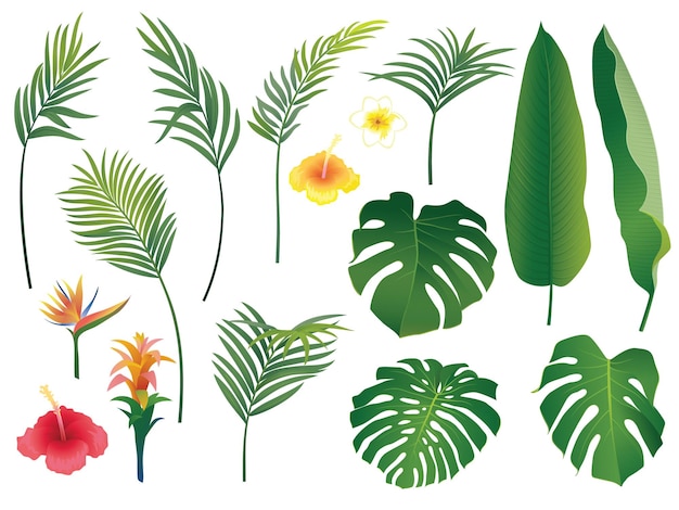 Vector illustration of tropical exotic leaves and flowers isolated on white background