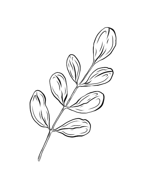 葉の枝のベクトルイラストレーション 植物学イラストレーション 手描き 黒いラインアート デザインと装飾 グラフィックプラント