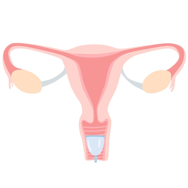 Vettore illustrazione vettoriale vagina con coppetta mestruale all'interno del prodotto per l'igiene femminile sfondo bianco