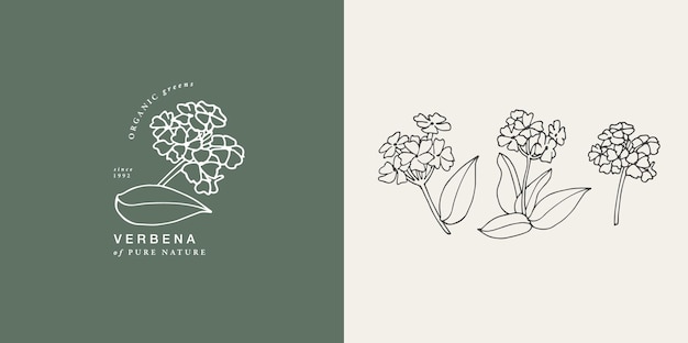 Vector illustration verbena branch vintage engraved style Logo composition in retro botanical style