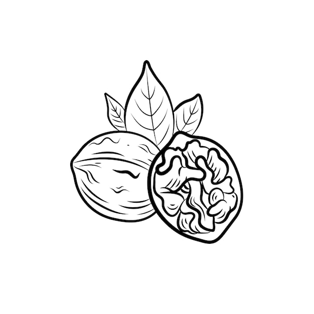 Vector illustration Walnut with leaves black and white icon template isolated