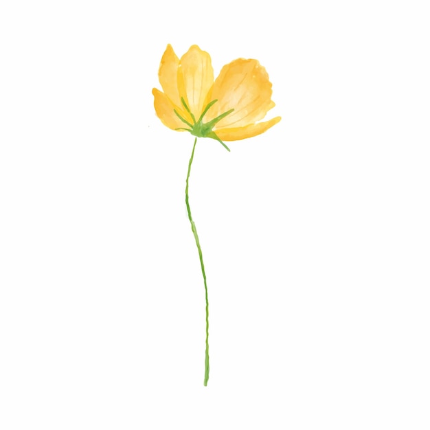 Vector vector illustration watercolor flower