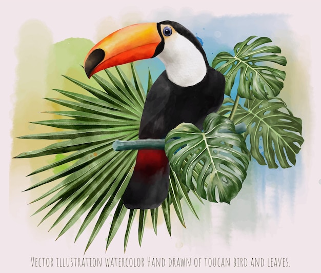 Vector illustration watercolor of toucan bird and leaves