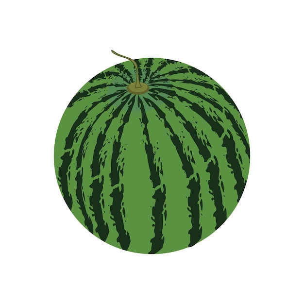 vector illustration of a watermelon isolated on a white background