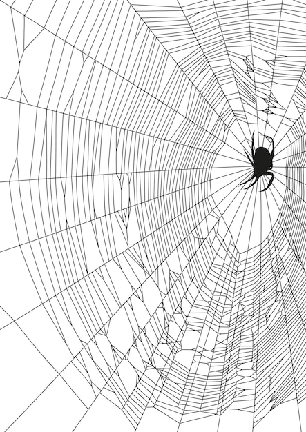 The vector illustration of web and spider on white background