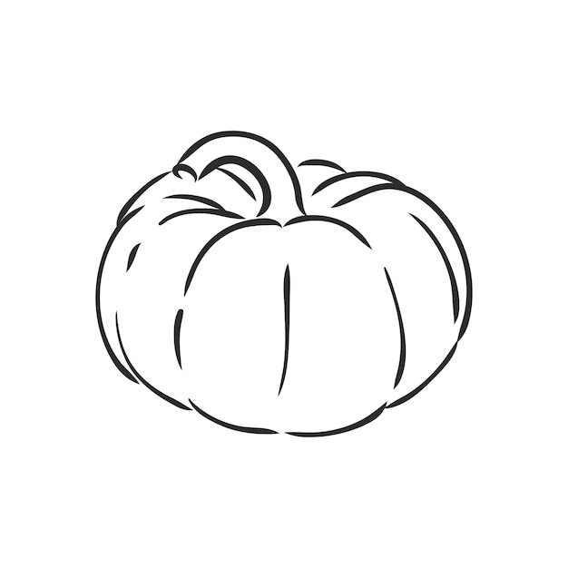 Vector illustration of whole pumpkins pumpkin vector sketch illustration