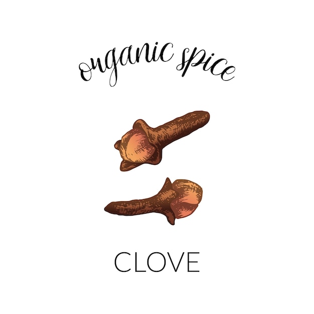 Vector illustration with clove Hand drawn label isolated on white background Banner for organic herbs and spices or logo concept For package design