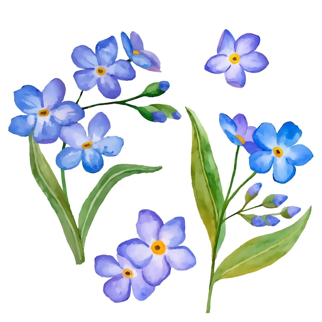 白で隔離のforgetmenot花花の要素とベクトル図