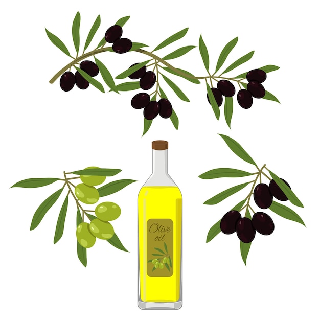 Векторная иллюстрация с оливками Набор элементов Оливки оливковое масло на белом изолированном фоне Шаблон для оформления магазина дизайн плаката vib