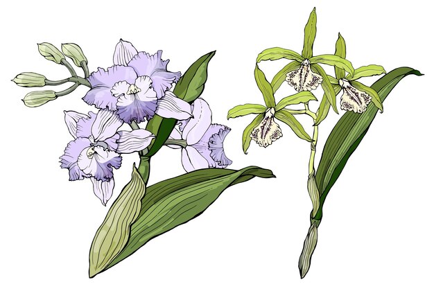 Illustrazione vettoriale con fiori di orchidea