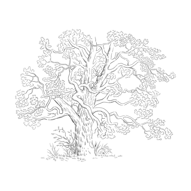 Vector vector illustration with sketch tree black and white line art