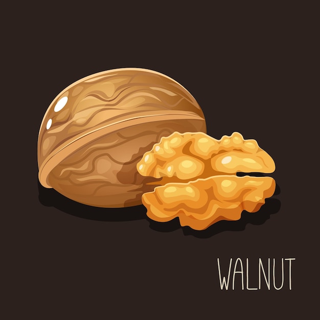 Vector illustration with walnut