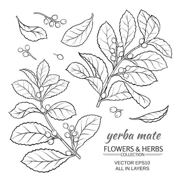 Vector vector illustration with yerba mate on white background