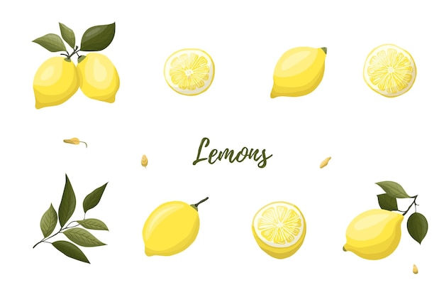 Vector illustration of yellow lemons on a branch Vegetables fruits kitchen cooking eating gardening