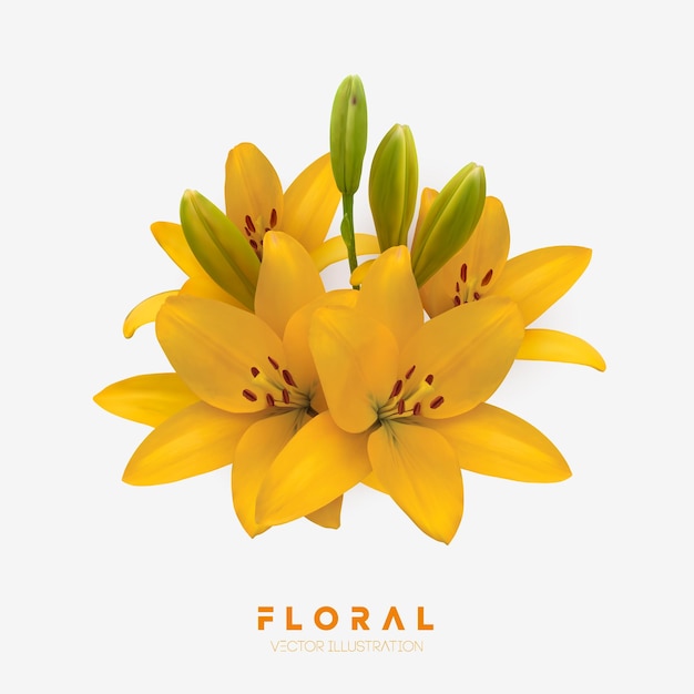 Vector illustration of yellow lilies isolated on white background