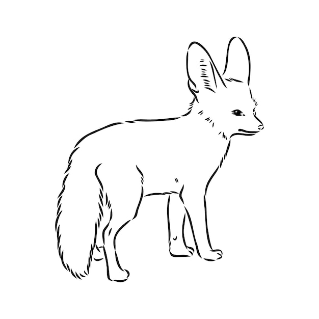 Vector illustration of a young fennec fox walking fox fenek vector sketch