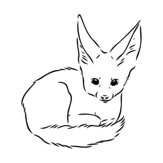Vector illustration of a young fennec fox walking fox fenek vector sketch