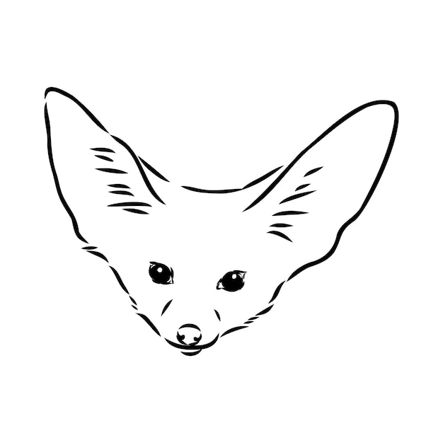 Vector vector illustration of a young fennec fox walking fox fenek vector sketch