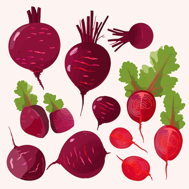 Vector illustrations of beetroot powder in a jar