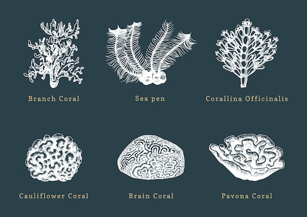 Vector illustrations of coralsCollection of drawn sea polyps on dark background