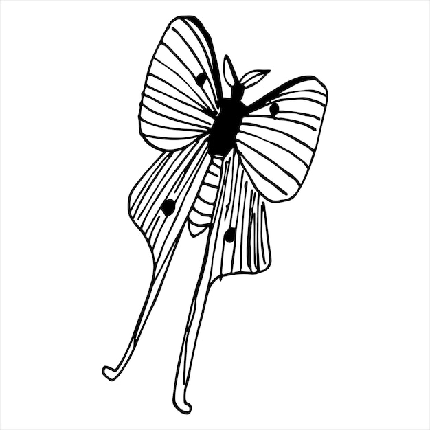 Vector illustrations of insects butterflies and flowers