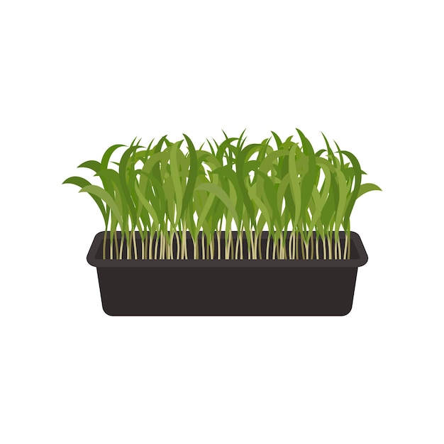 Vector illustrations of microgreens