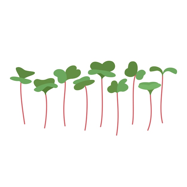 Vettore illustrazioni vettoriali di microgreens