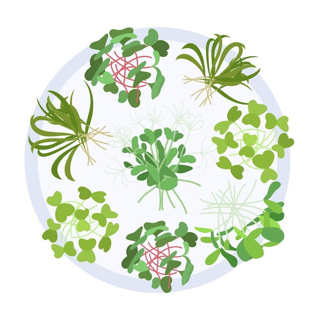 Vector vector illustrations of microgreens