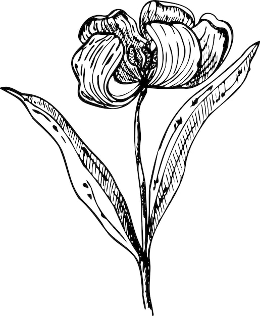 Vector vector illustrations of a tulip a tulip highlighted on a white background vector graphics of flower