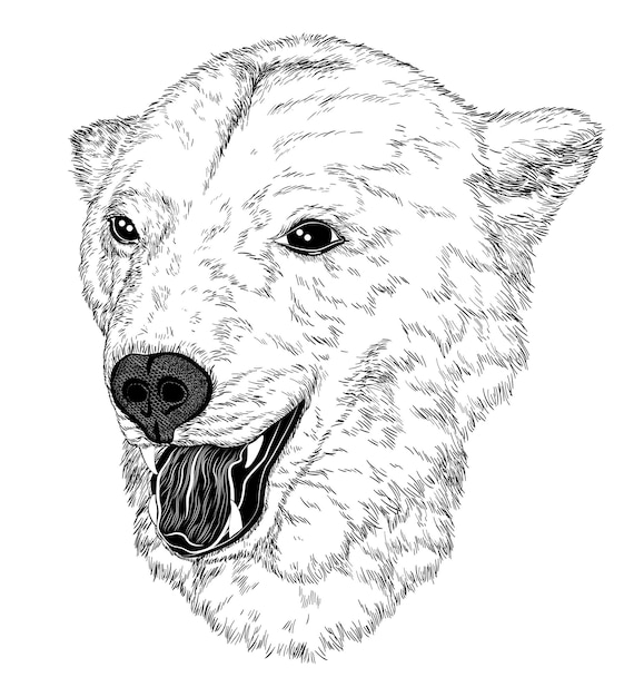 Vector vector illustrative portrait of bear