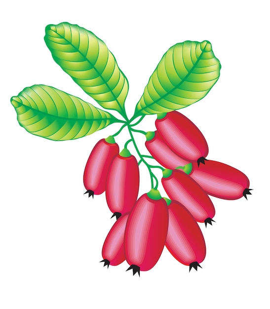 Vector vector image of barberry