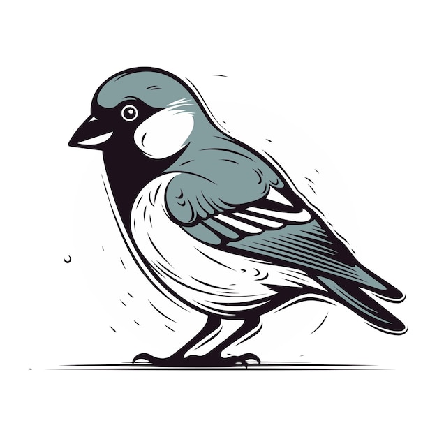 Vector image of a bird tit on a white background Vector illustration