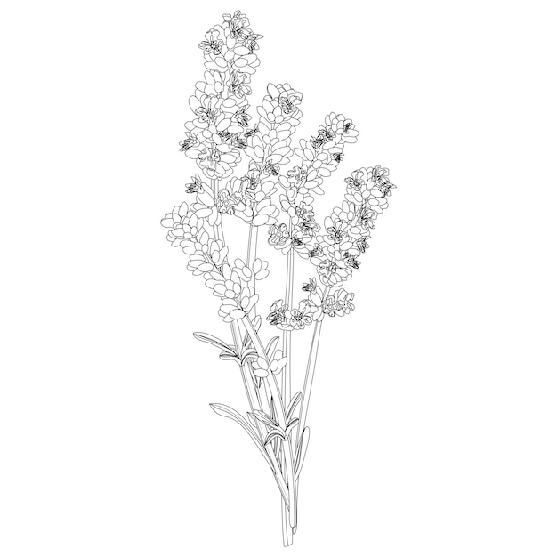 Vector image of a bouquet of several sprigs of lavender in black and white