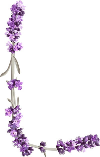 Vector vector image of the capital letter l of the english alphabet in the form of sprigs of lavender