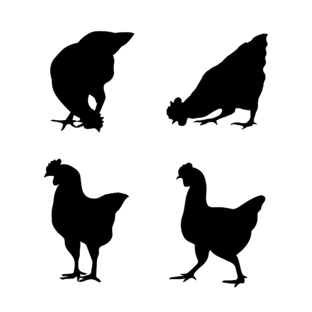 Vector vector image of an chicken on a white background.